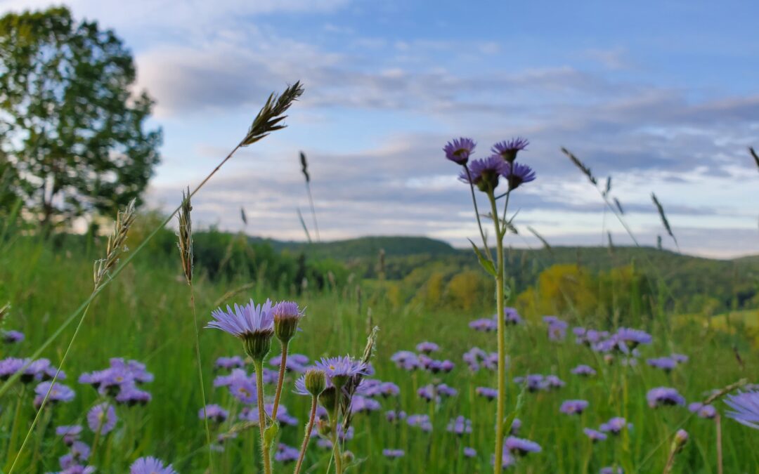 Nature